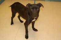 A black and white dog