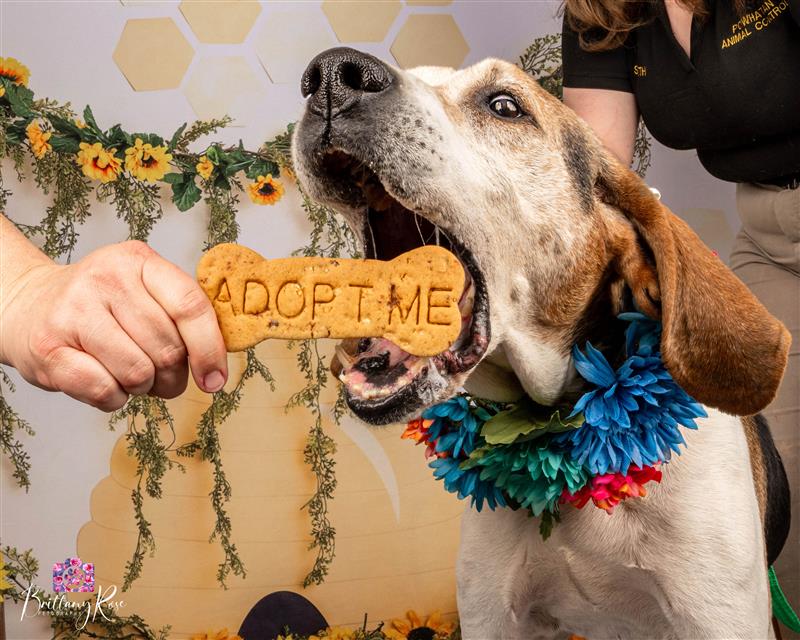 Adopt Me Hound