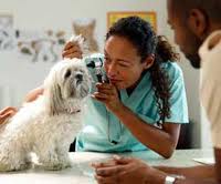 A veterinarian checks out a small dog